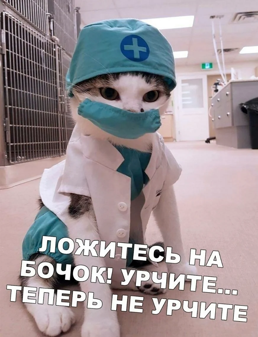 Коты врачи