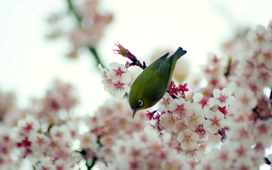 Красивые птицы весной