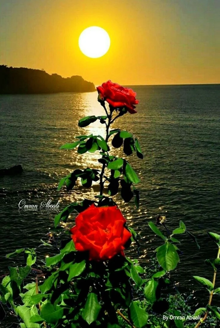 Красная роза на закате