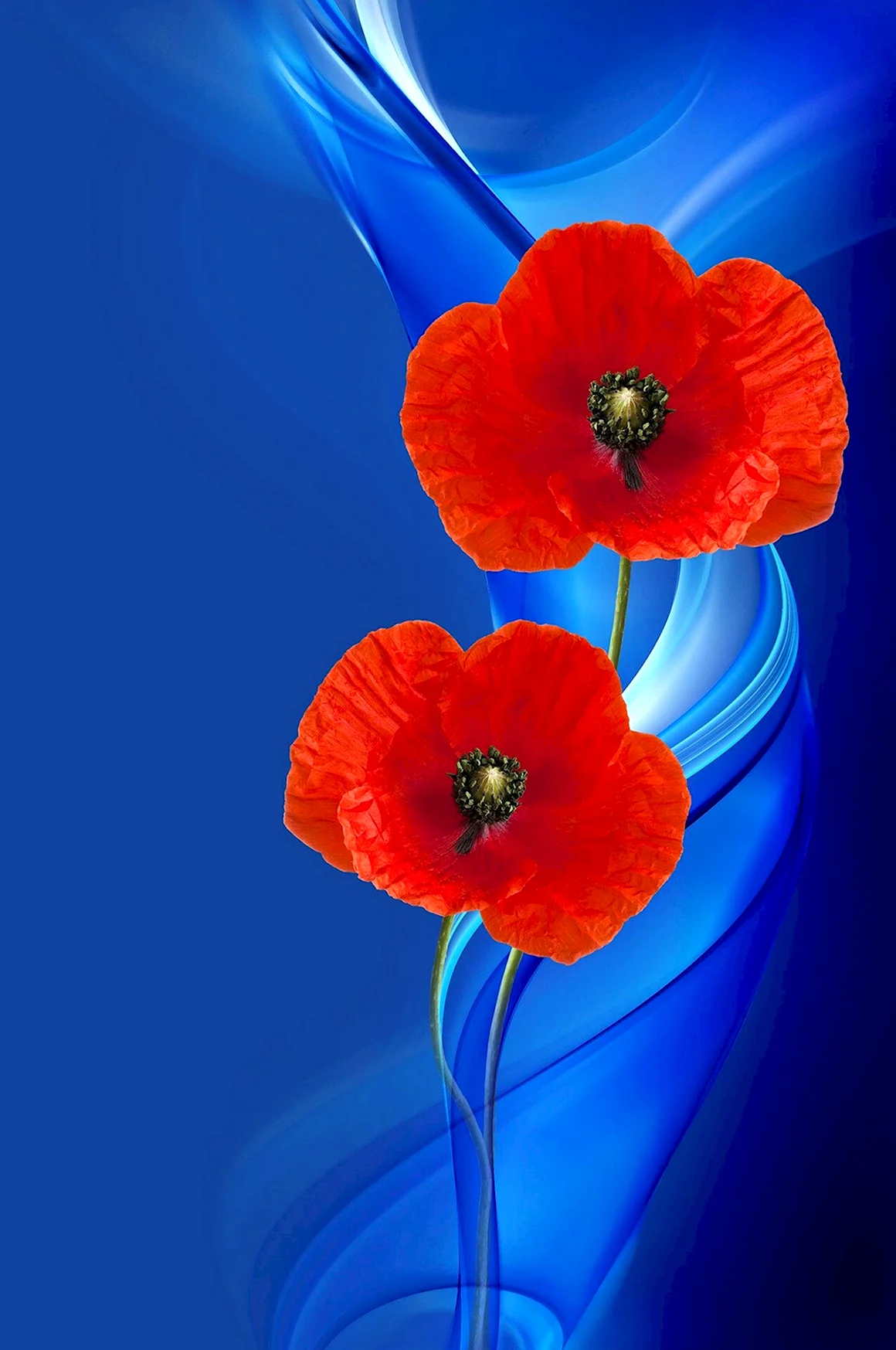 Красно синие цветы