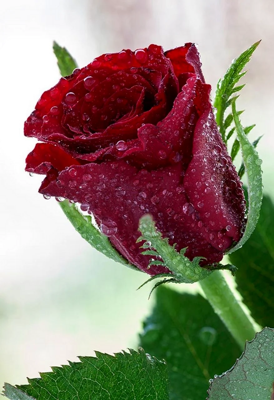 Красные розы с блестками