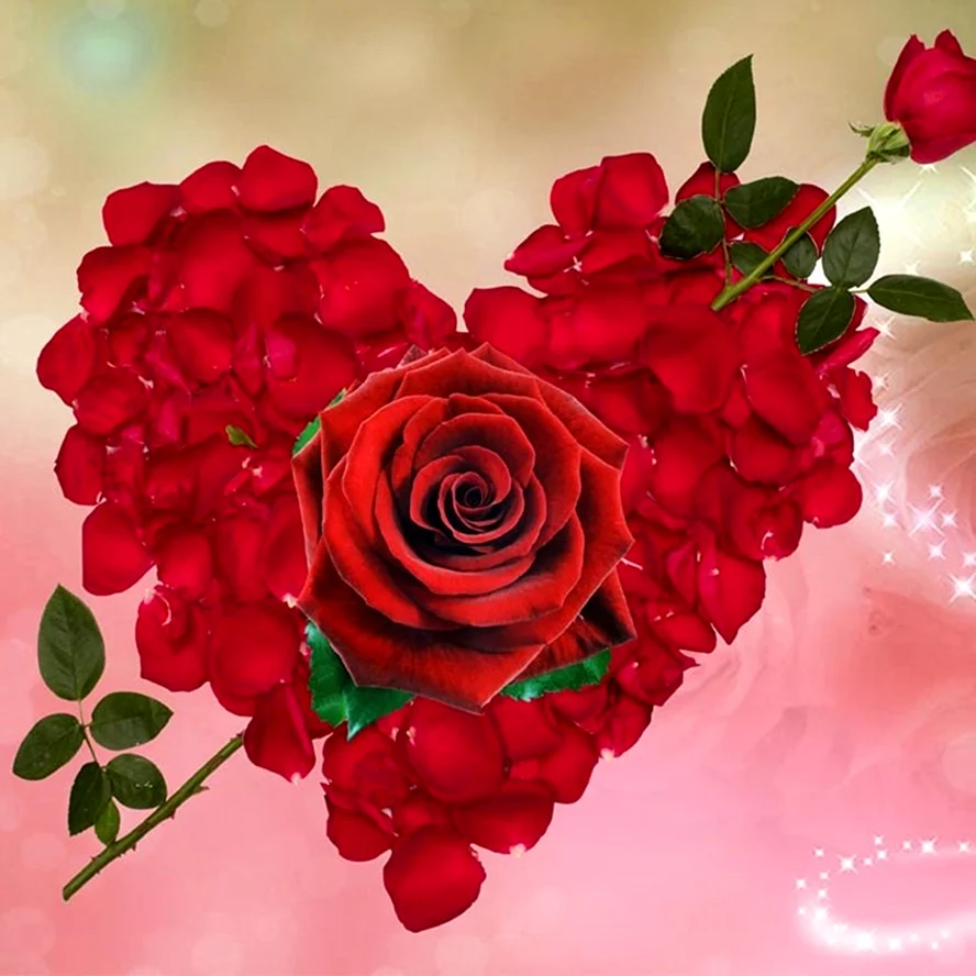 Красные розы сердце