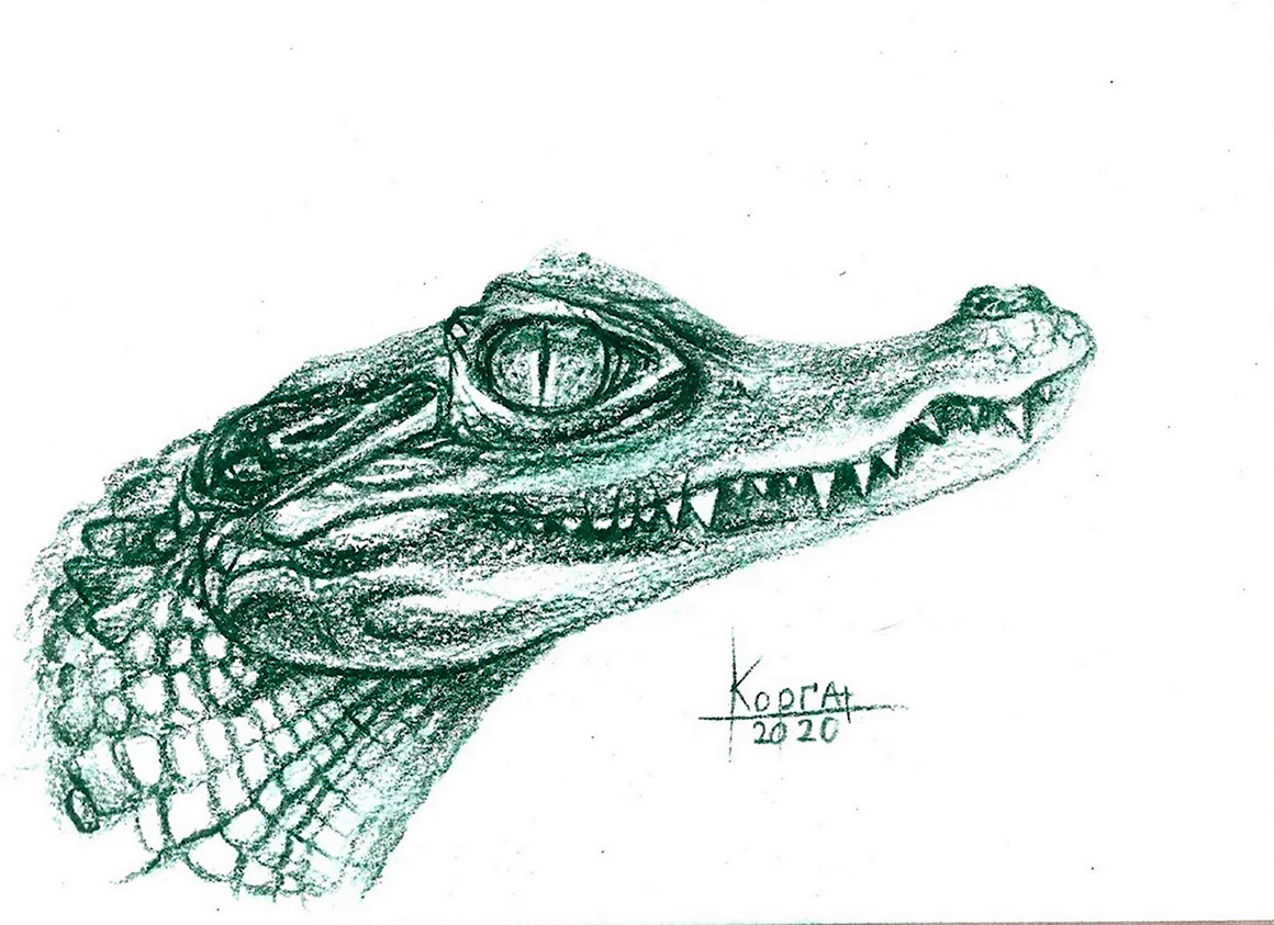 Крокодил рисунок абстракция
