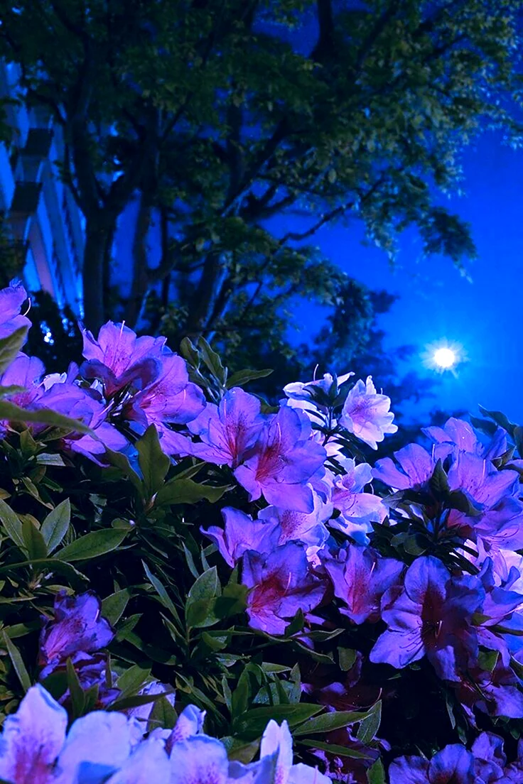 Крокус ночной цветок