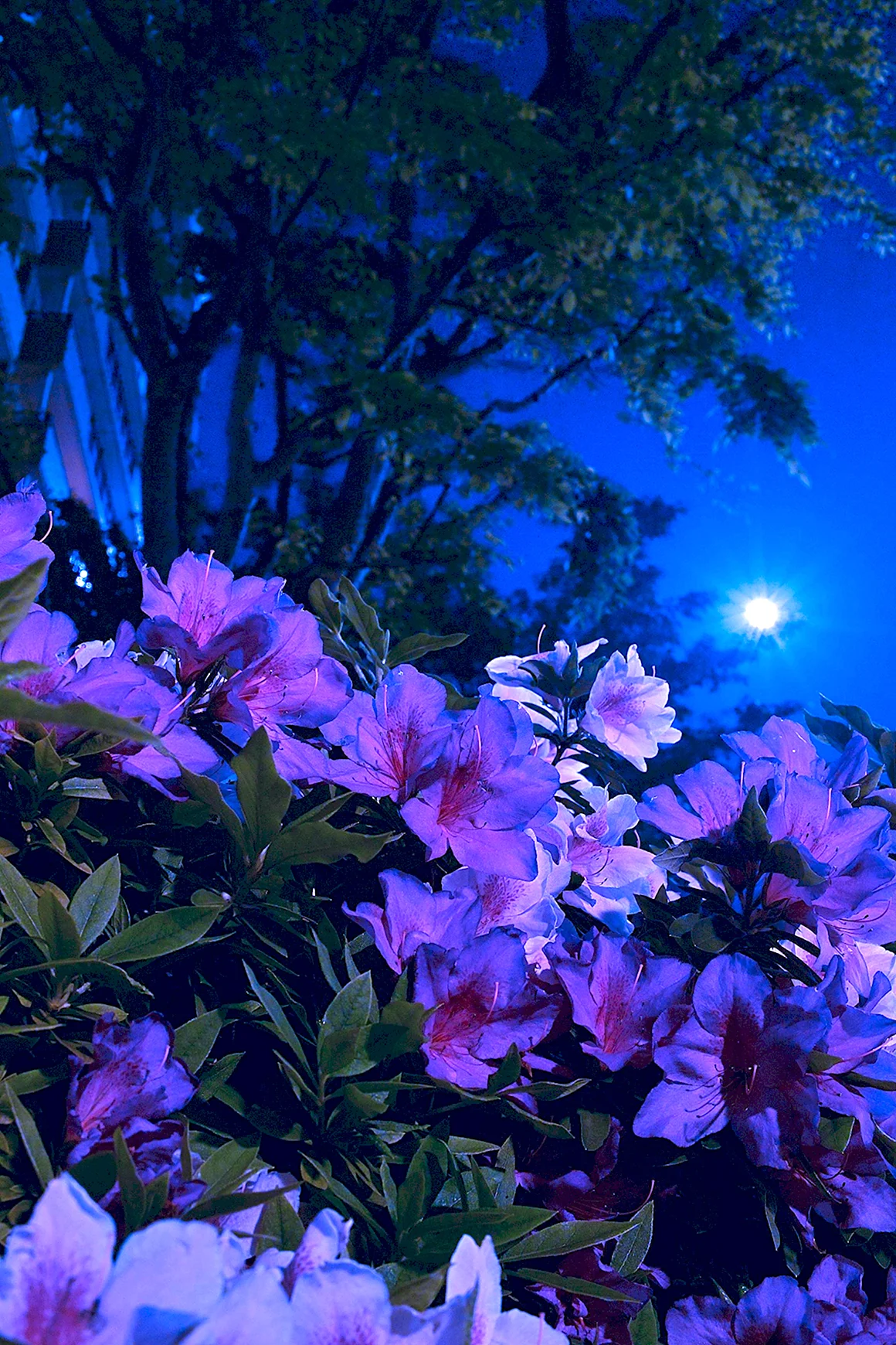 Крокус ночной цветок