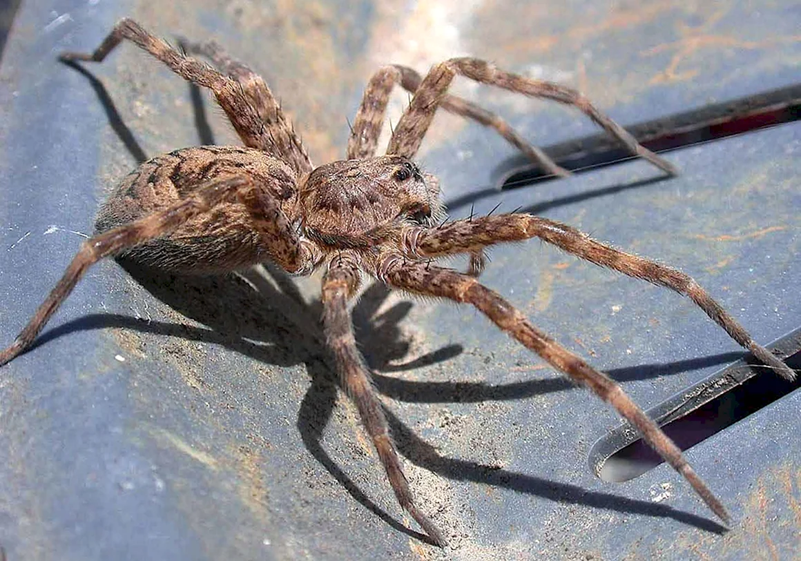 Крымский виноградный паук