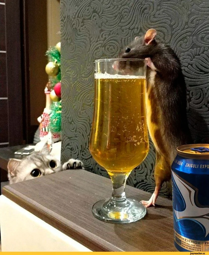 Крыса с пивом