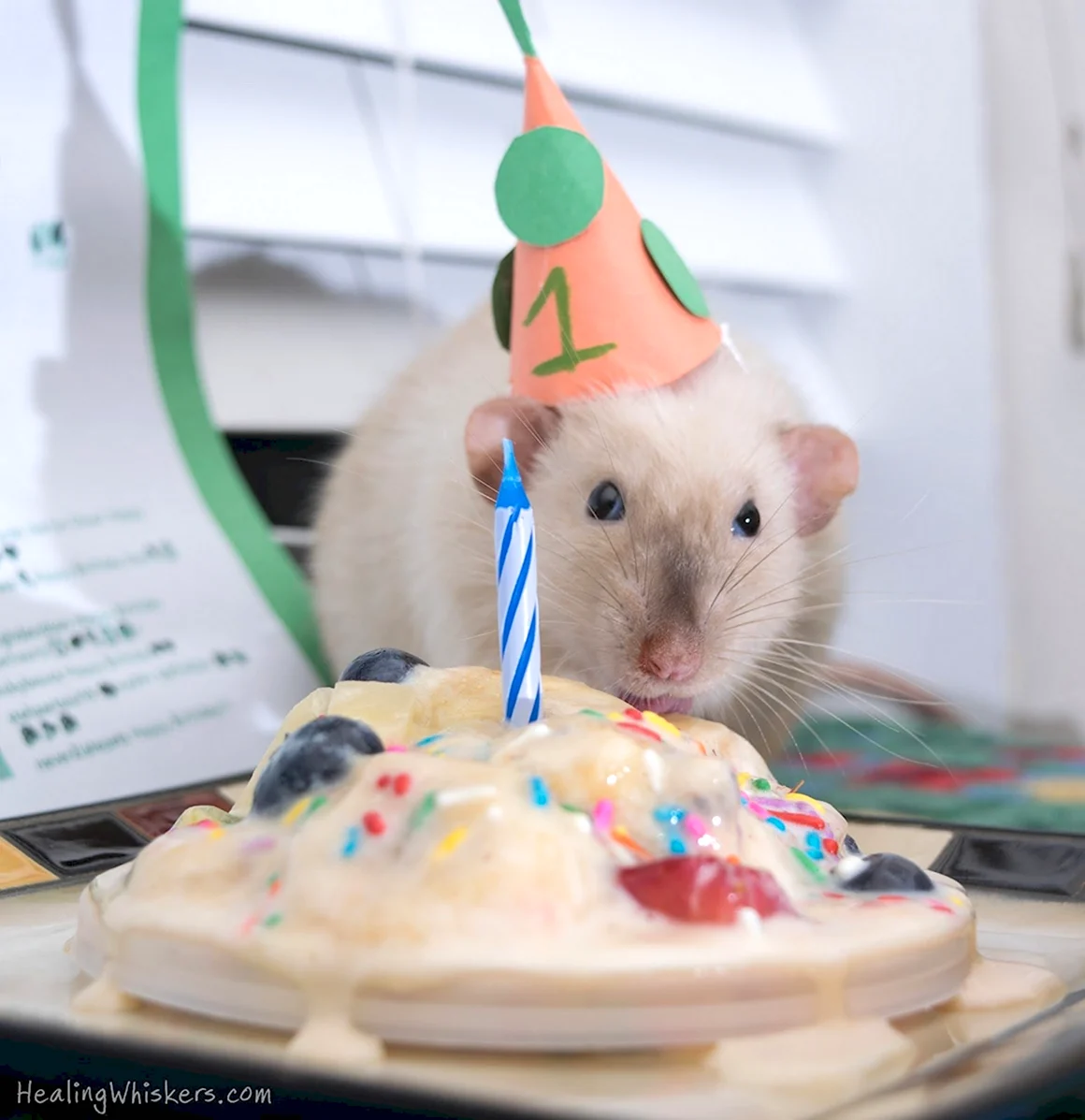 Крыса в праздничном колпаке
