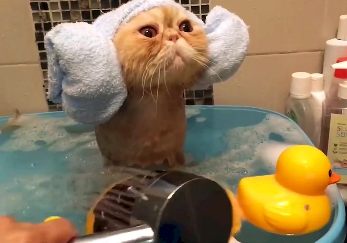 Купание котов в ванной