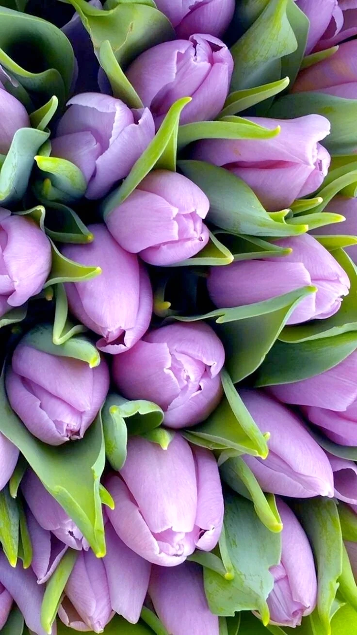 Лавандовые тюльпаны