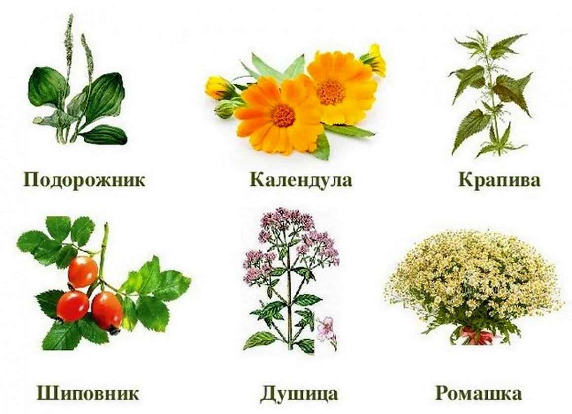 Лекарственные растения для детей