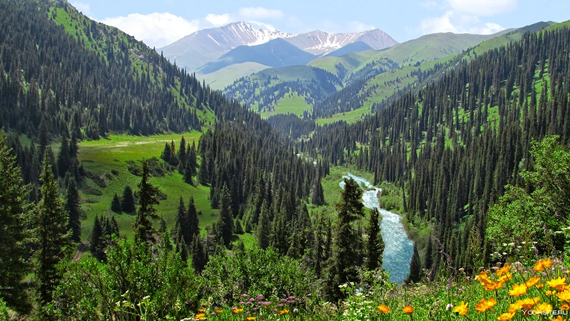 Лес Тянь Шань в Казахстане