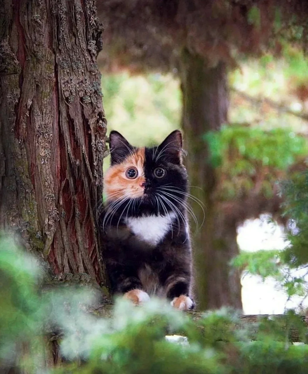Лесной окрас кошки
