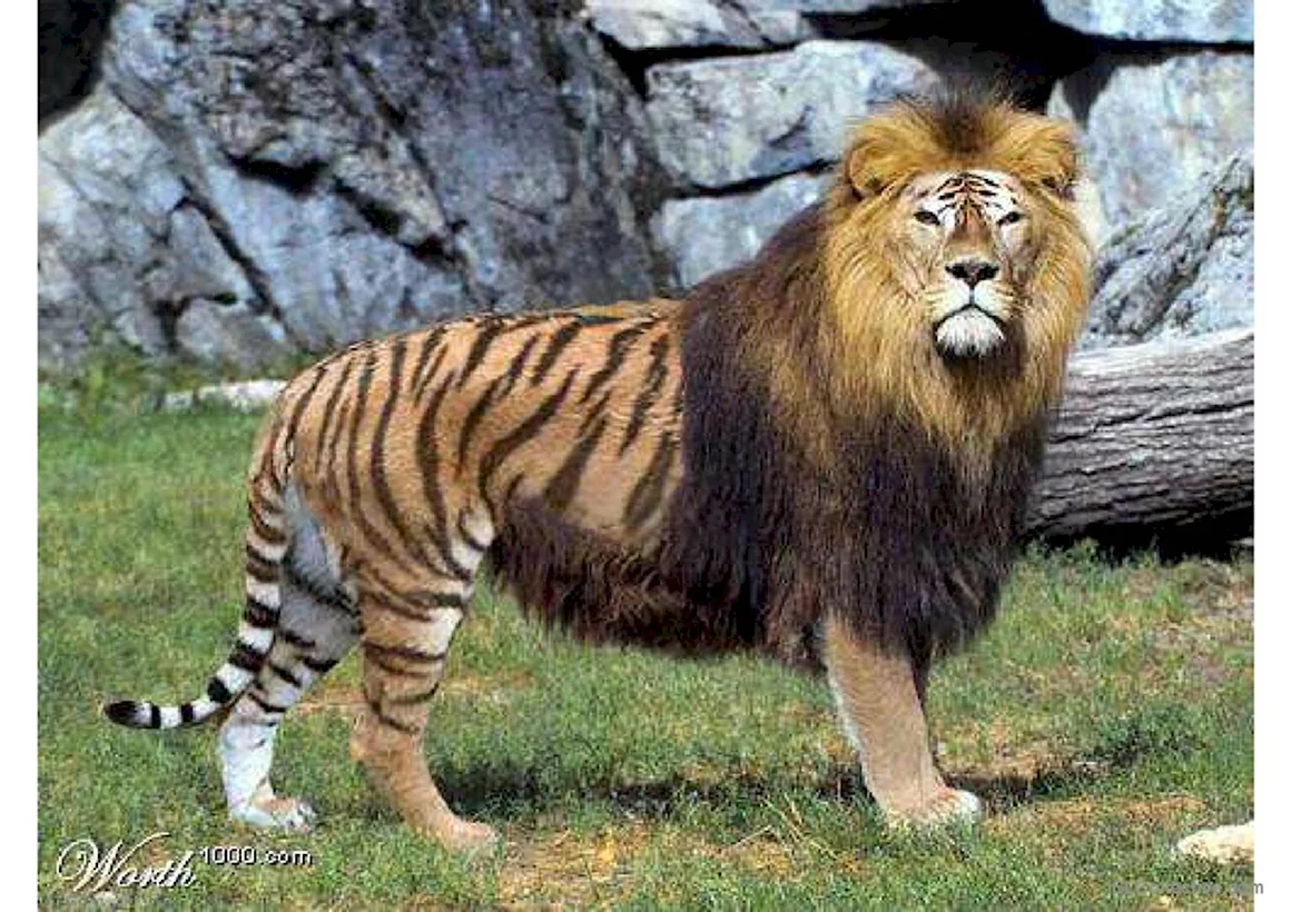 Лигр гибрид Льва и тигра