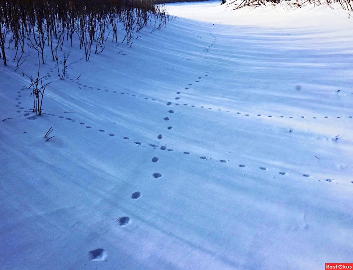 Заячьи следы на снегу фото