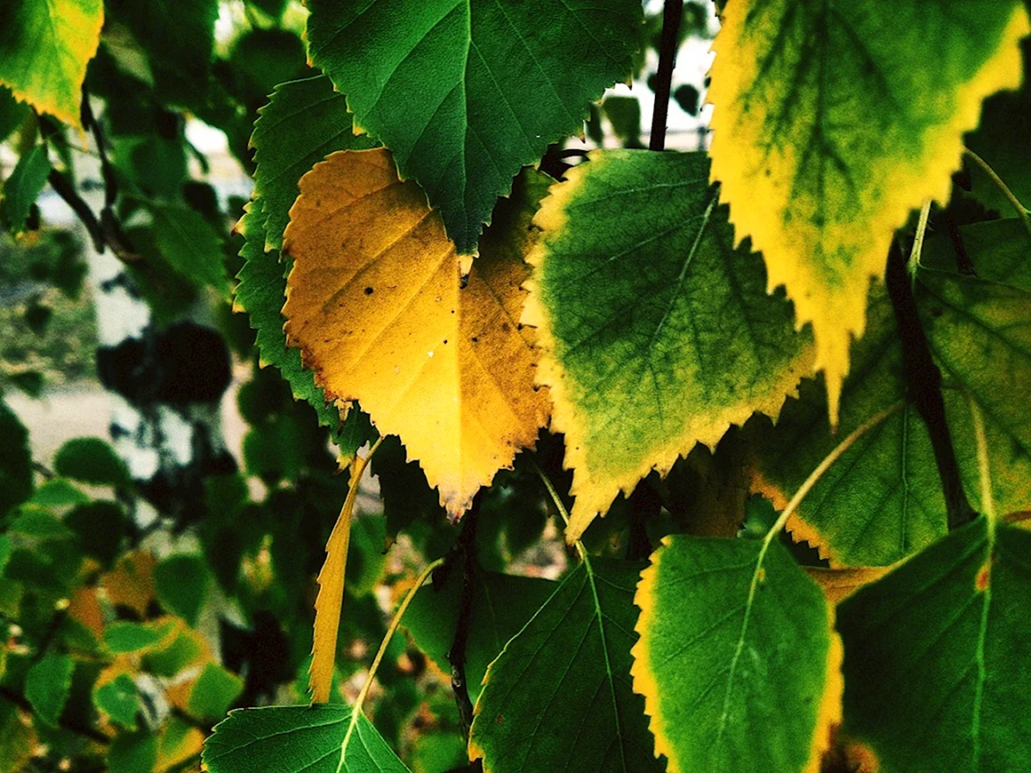 Листок березы золотистой пчелкой. Лист липы. Листья осенние листья березы. Листок березы осенью. Пожелтевшие листья липы.