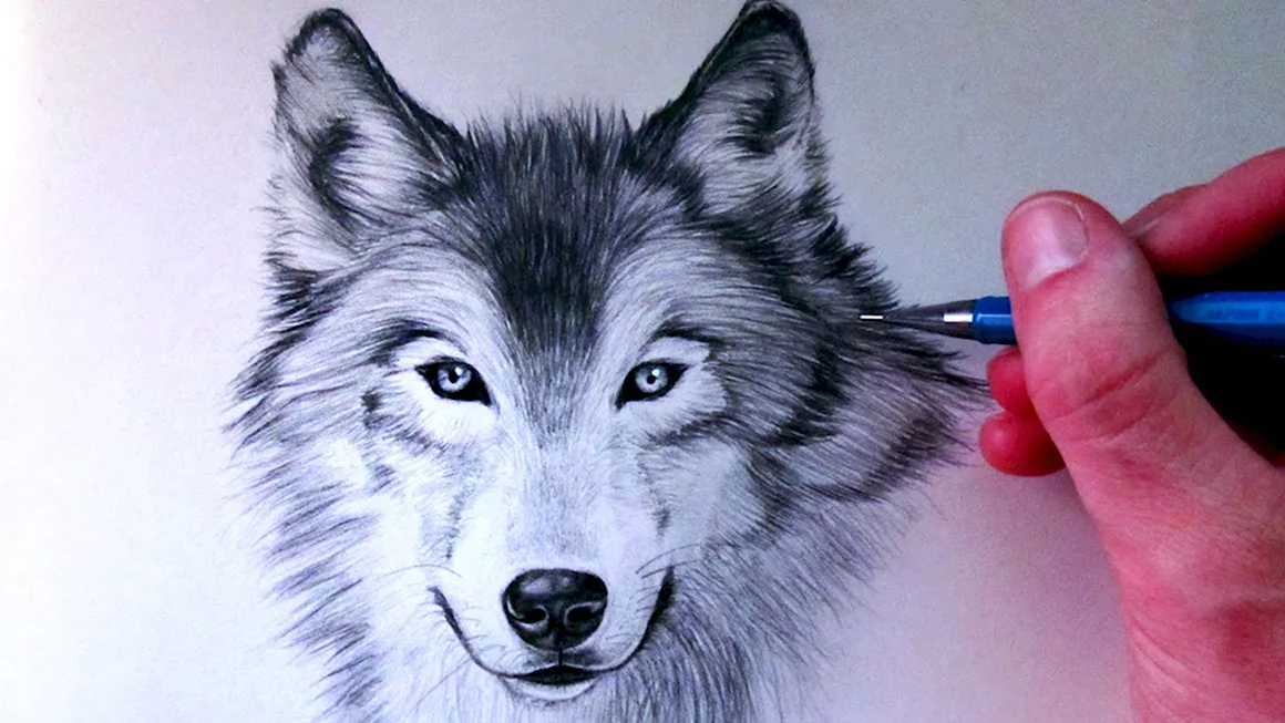 Лицо волка карандашом