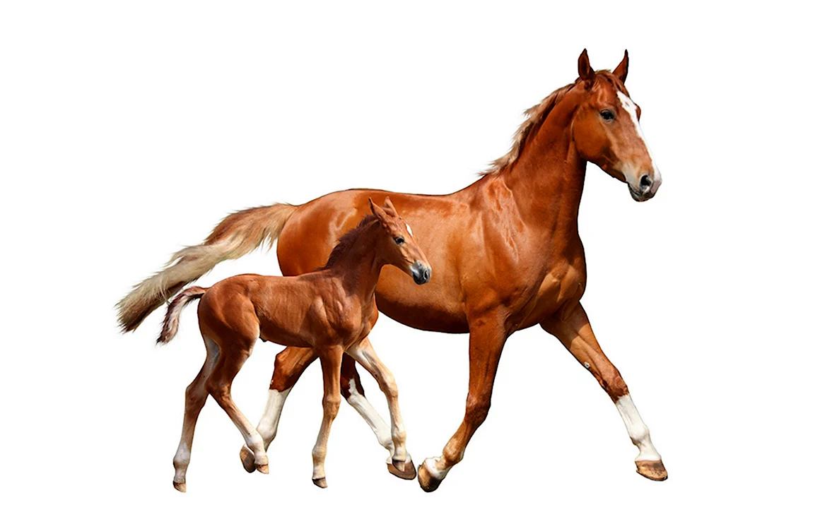 Лошадь с жеребенком на прозрачном фоне