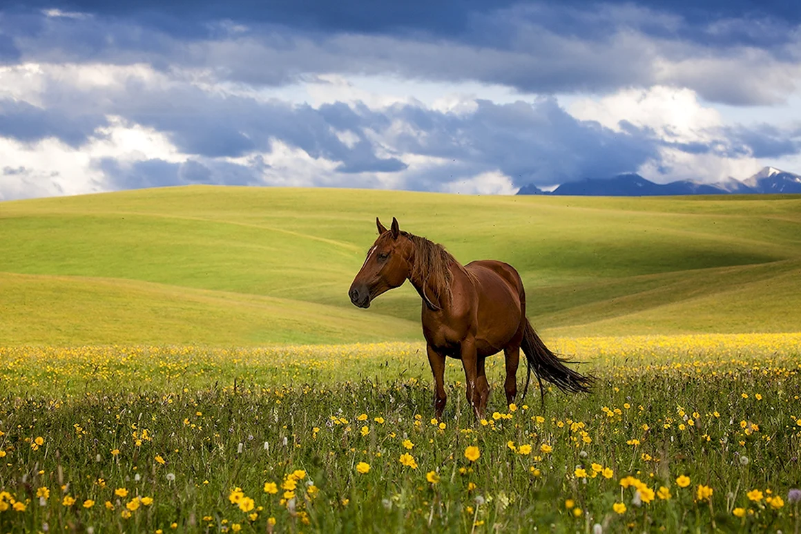 Лошади в степи Казахстана