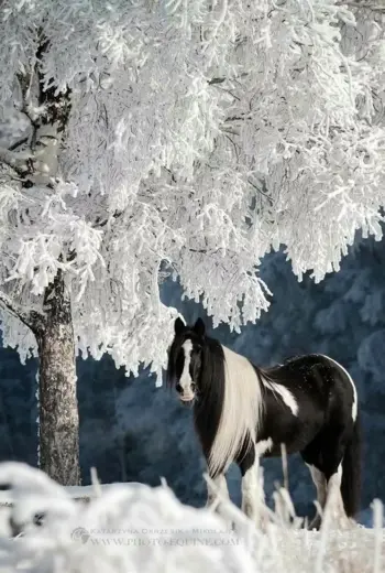 Лошади зима