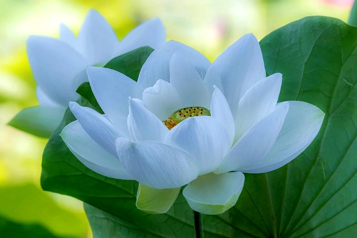 Лотус цветок белый