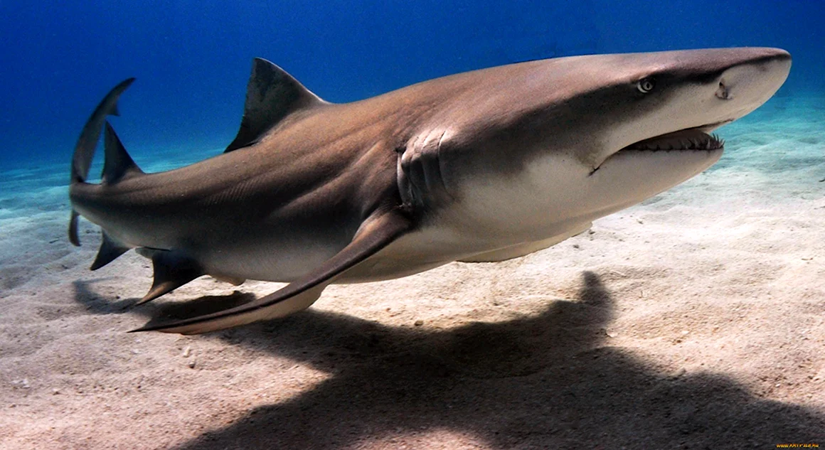 Мадагаскарская острозубая акула