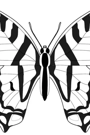 Махаон бабочка