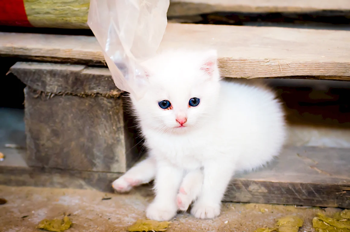 Маленький Беленький котенок