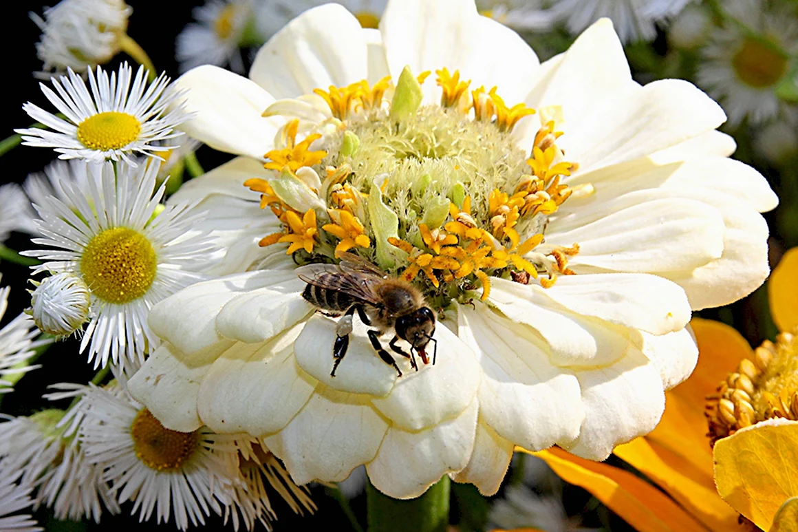 Медоносные цветы для пчел