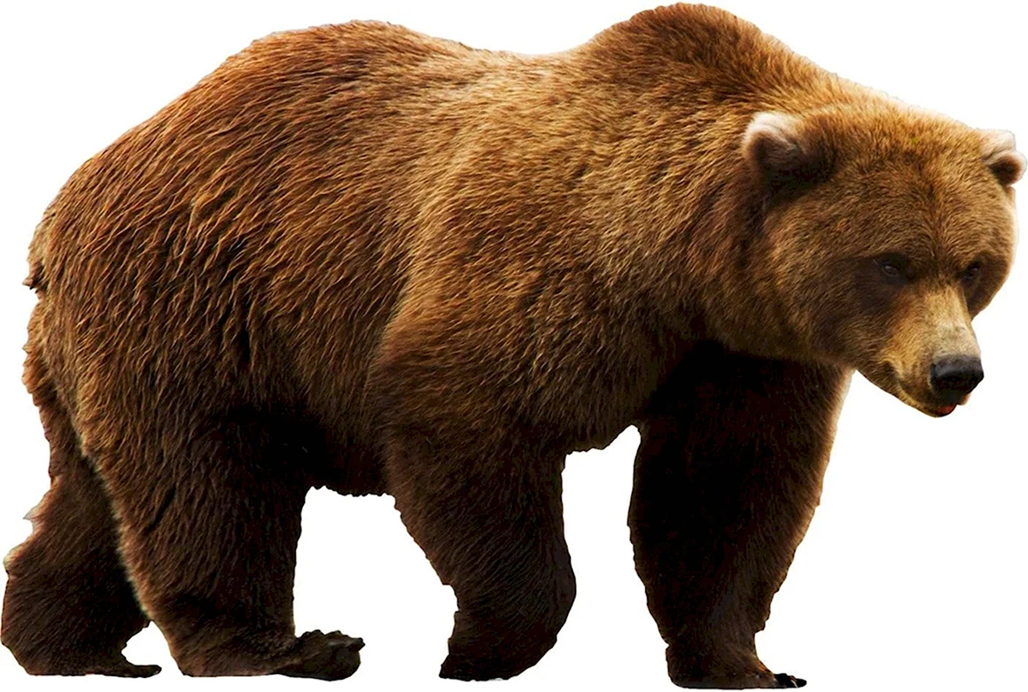 Медведь без фона