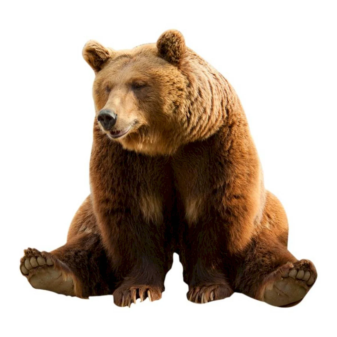 Медведь Гризли