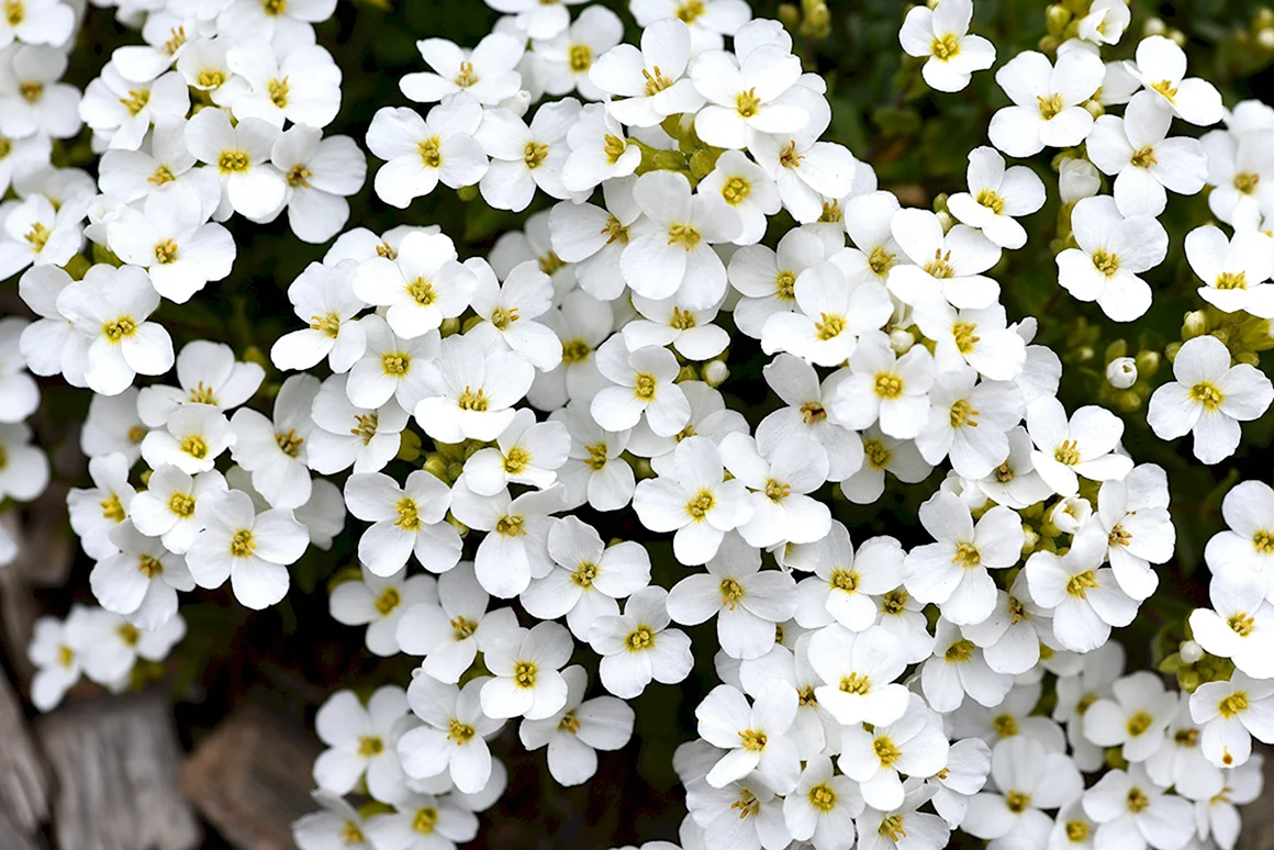 Мелкие белые цветочки