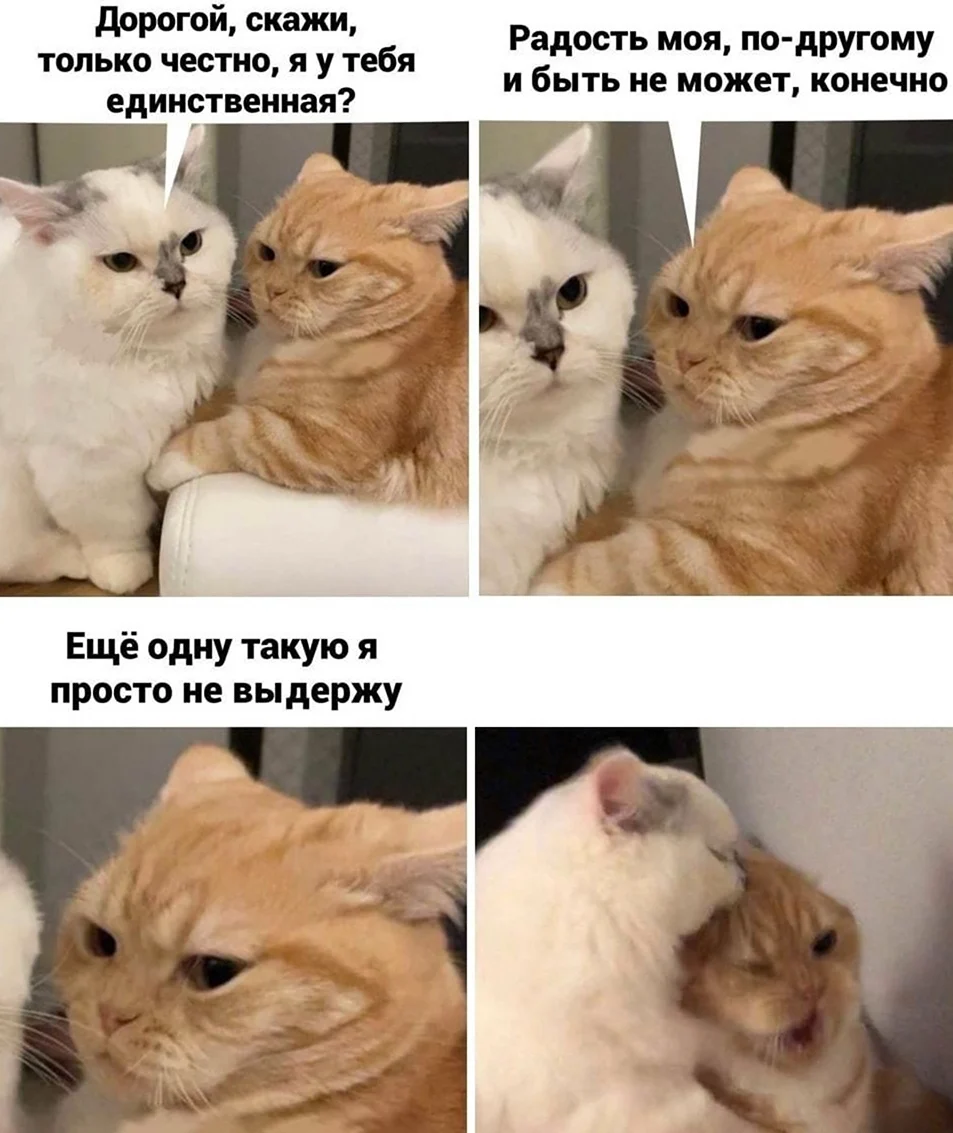 Мемы с котами про отношения