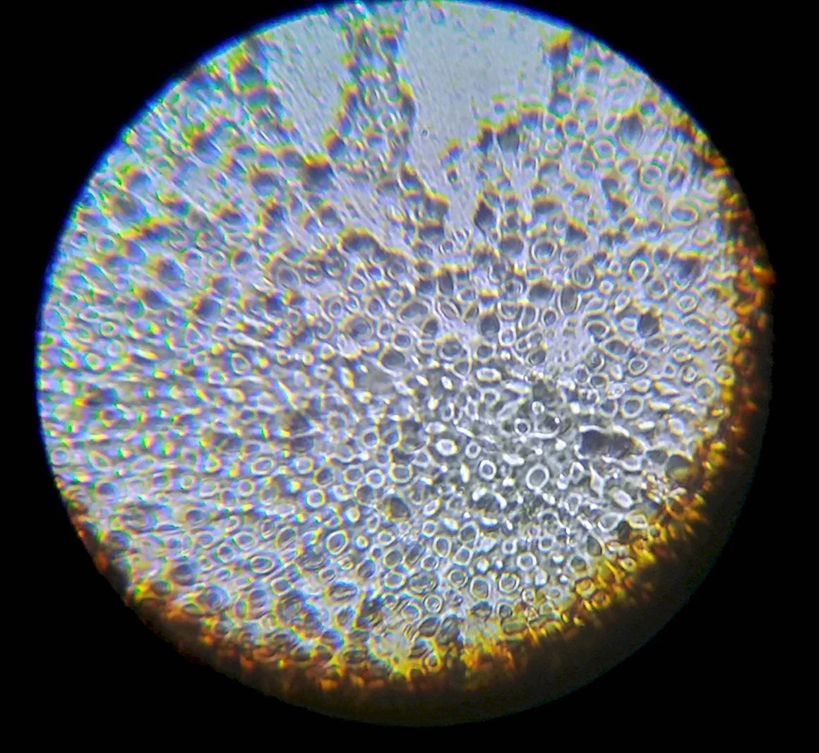 Микроскопирование Saccharomyces cerevisiae