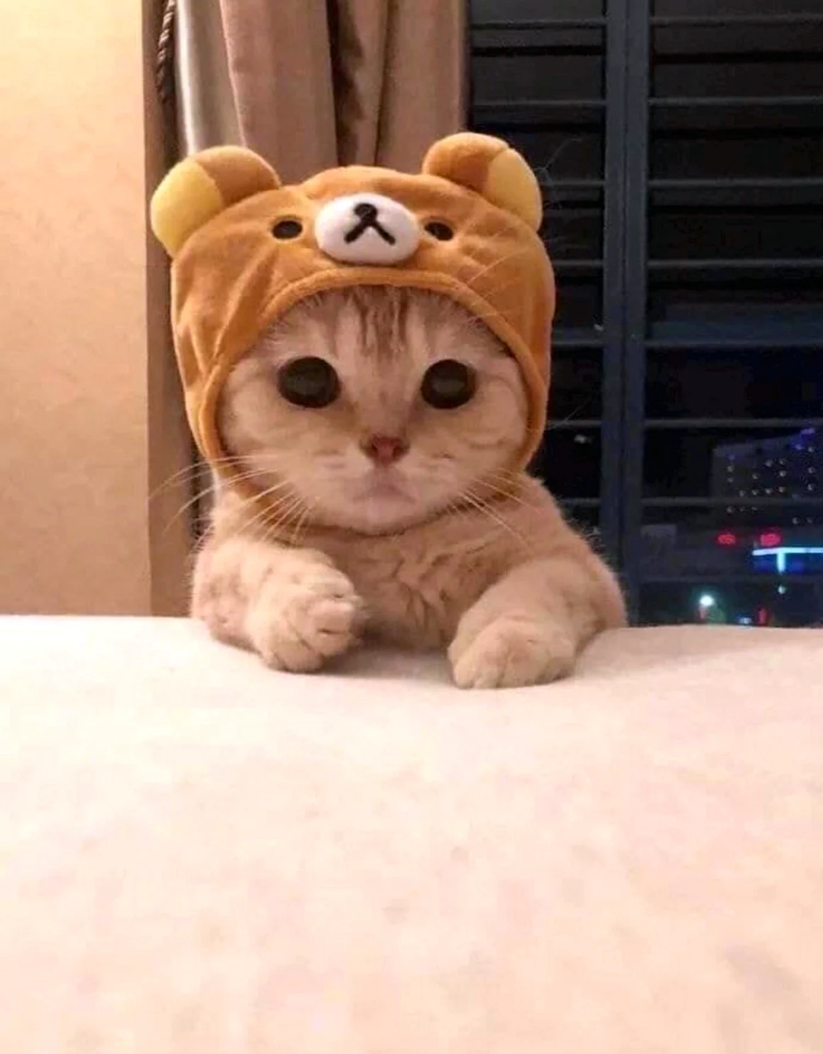 Милый кот в шапочке