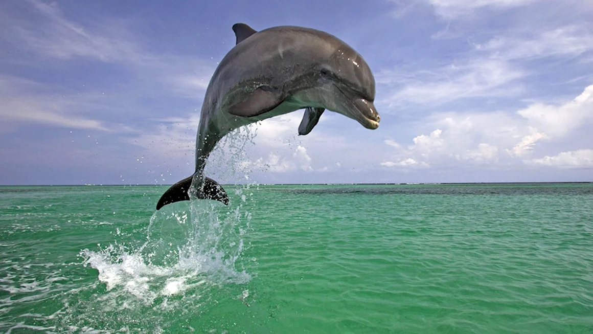 Мини дельфины