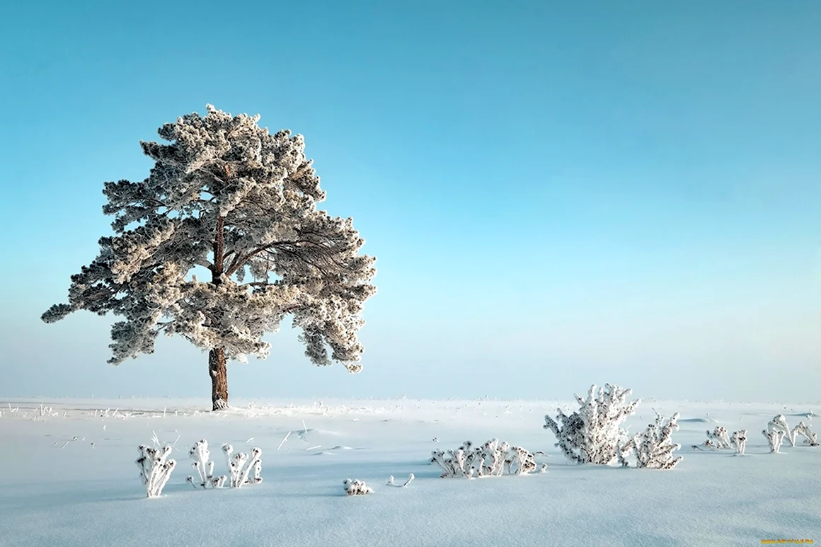 Минимализм природа зима