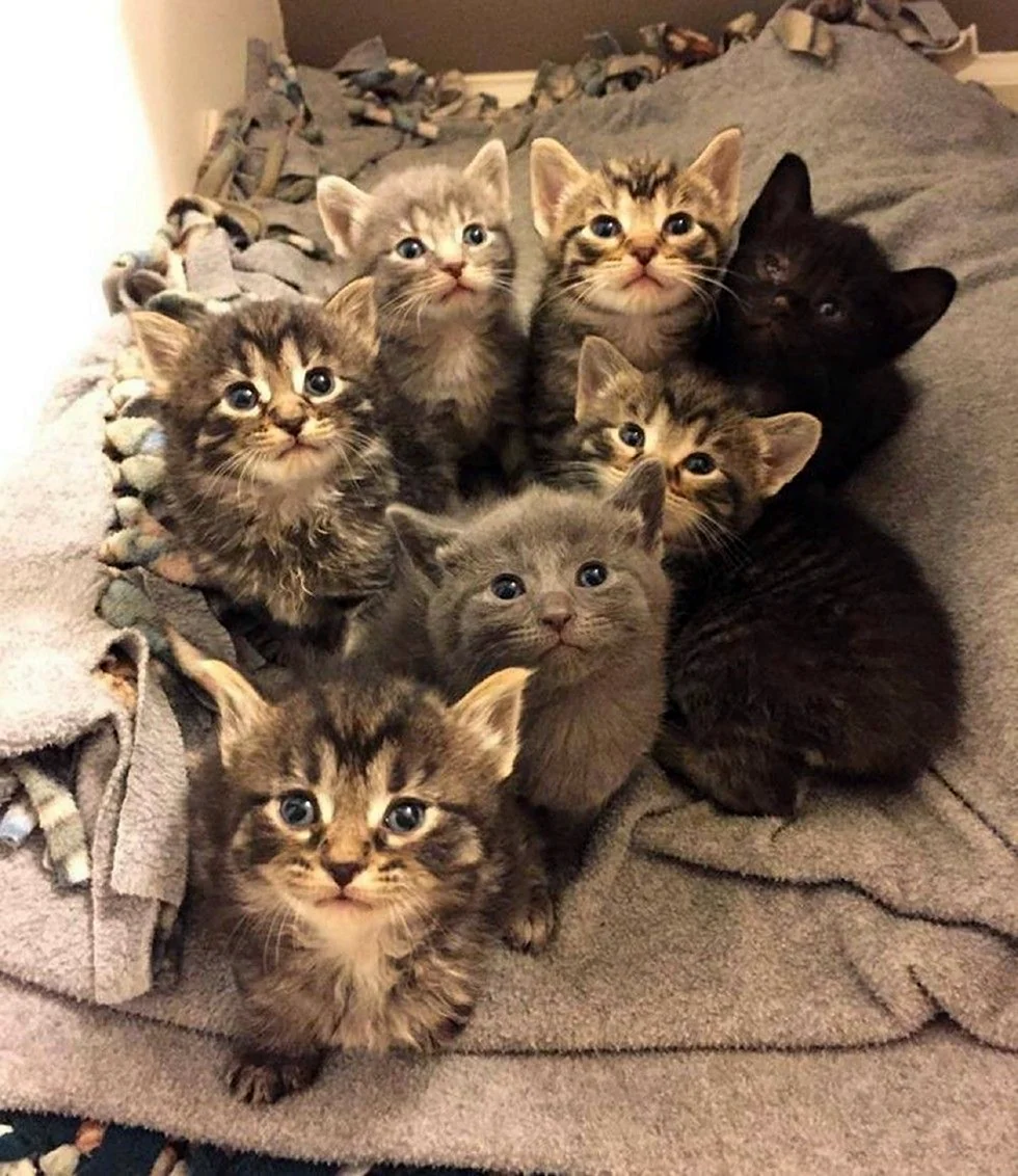 Много кошек