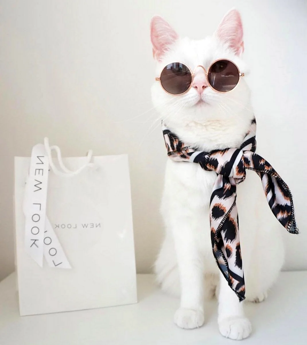 Модные котики в очках