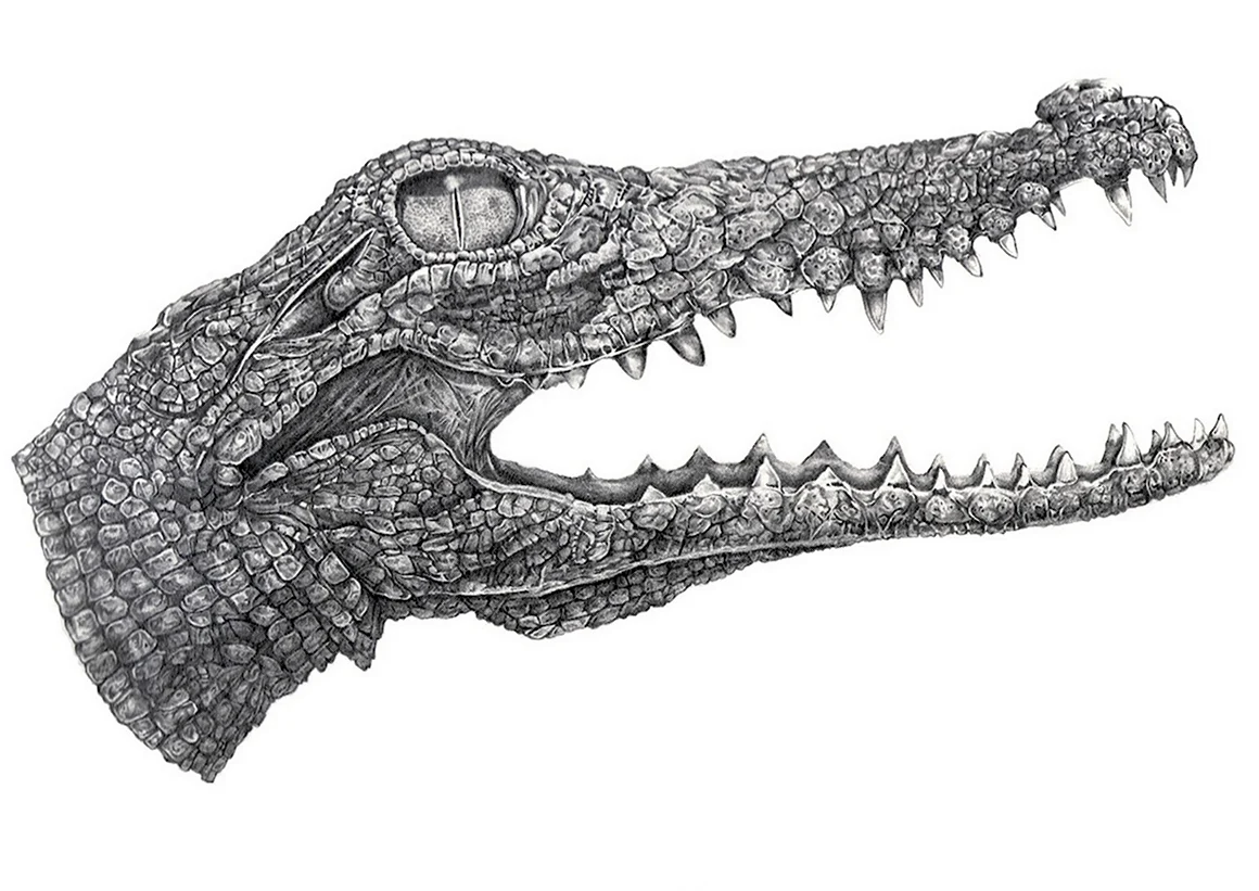Морда крокодила рисунок длюрый