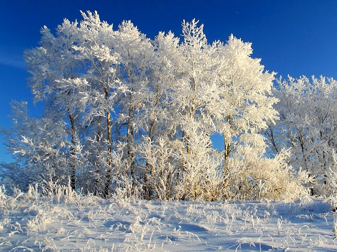 Морозные деревья
