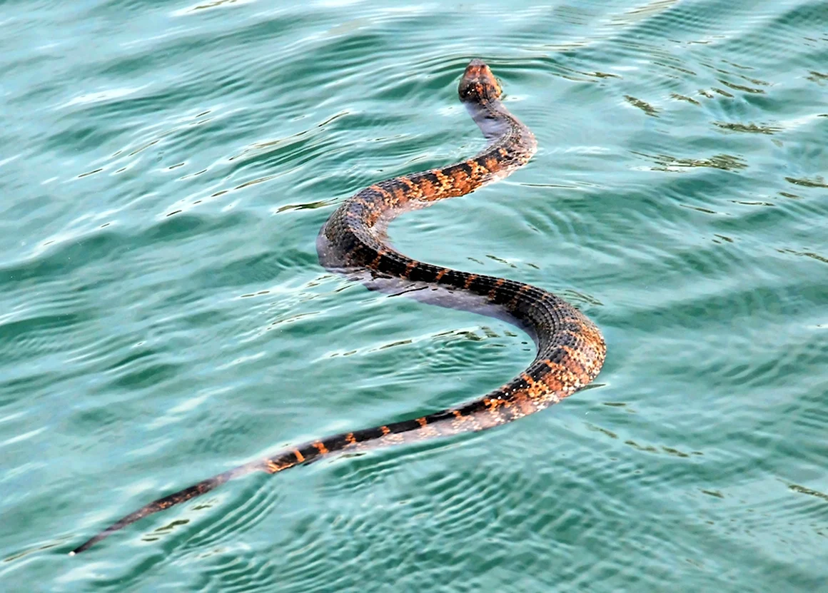Морская гадюка змея