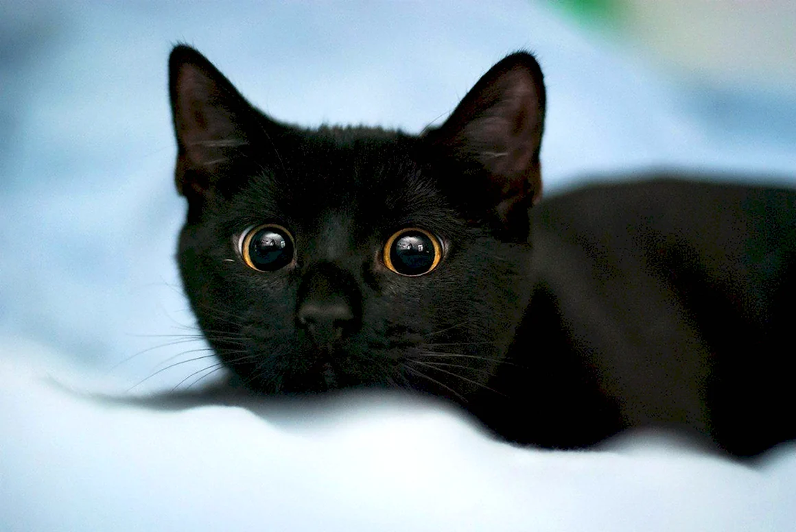Мурзик котенок черный