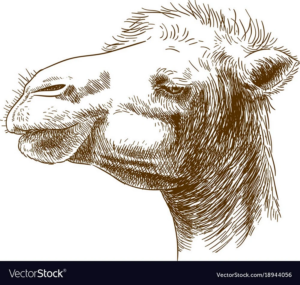 Нарисовать голову верблюда