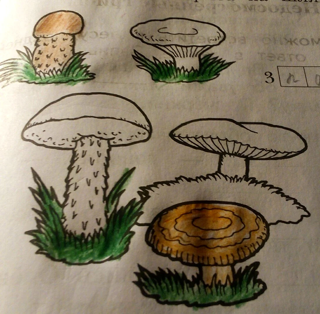 Нарисовать волнушку гриб