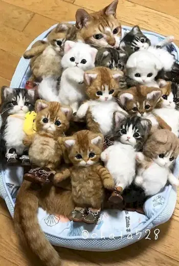 Настоящие кошки