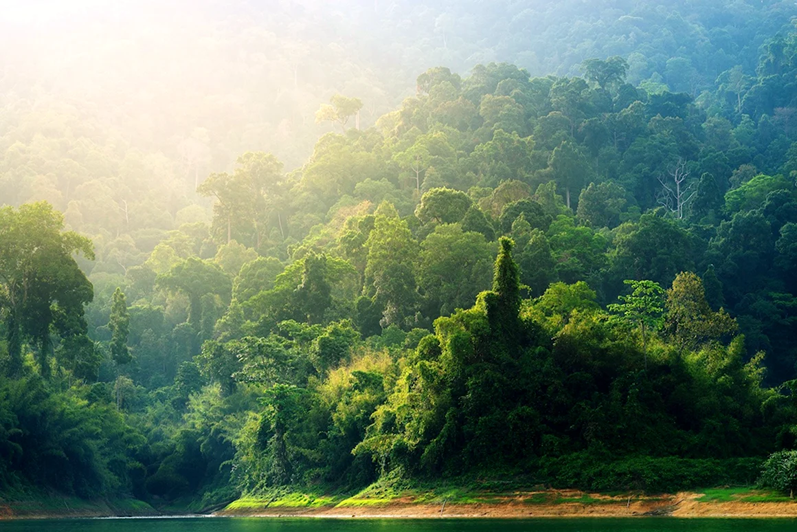 National Geographic тропический лес