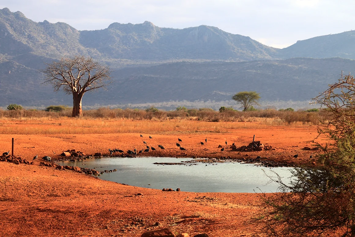 Национальный парк цаво Кения