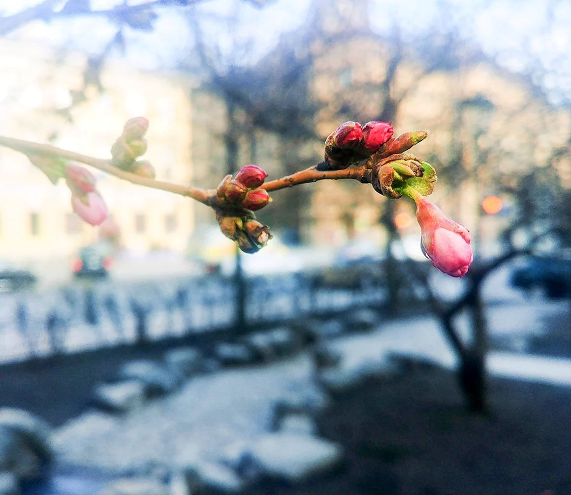 Необычная Весна в Петербурге