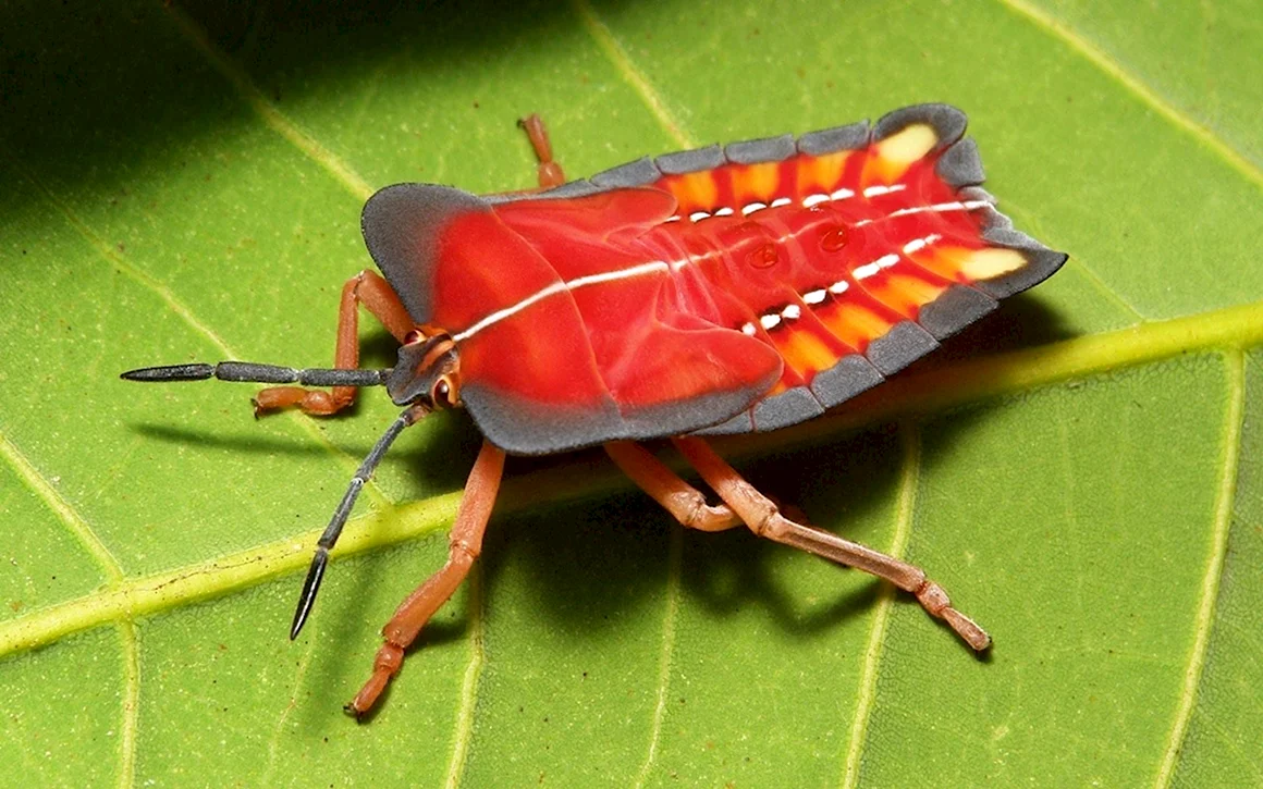 Необычные насекомые